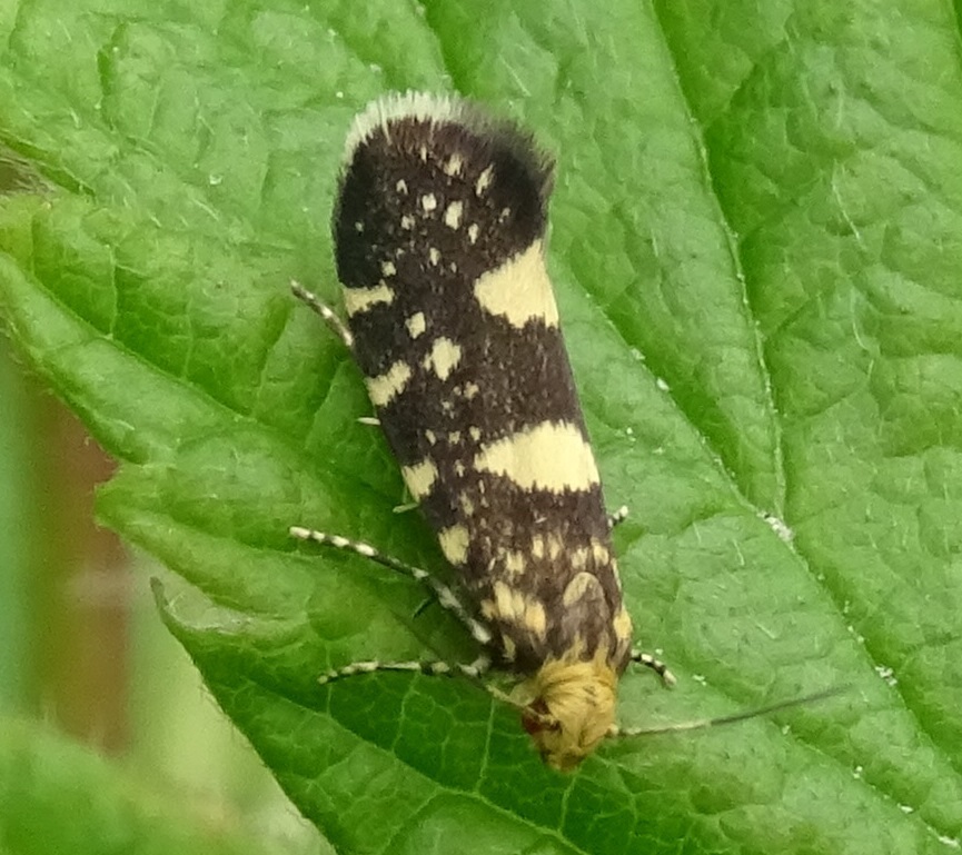 Lampronia corticella