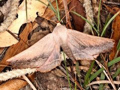 Monoctenia smerintharia