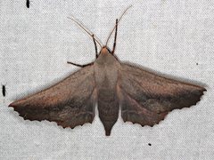 Monoctenia smerintharia