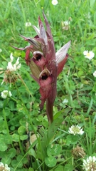 Serapias cordigera