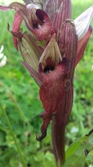 Serapias cordigera