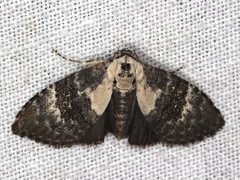 Acatapaustus leucospila