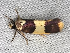 Telecrates laetiorella