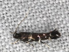 Stagmatophora argyrostrepta