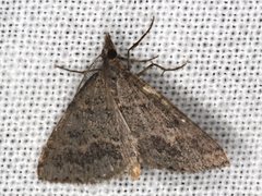 Dichromodes mesogonia