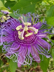 Passiflora incarnata × cincinnata