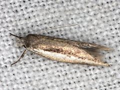 Periallactis monostropha