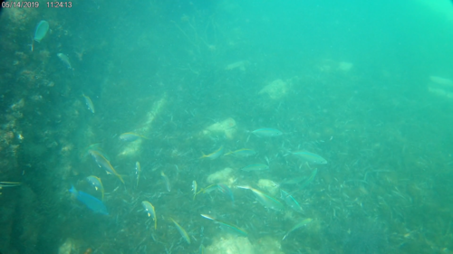 Caranx bartholomaei