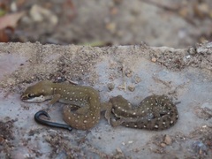 Pachydactylus geitje