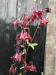 Aquilegia atrata