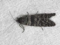 Lepidoscia annosella