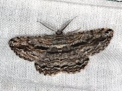 Scioglyptis loxographa