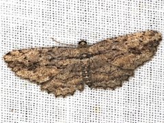 Scioglyptis loxographa