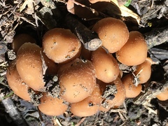 Candolleomyces candolleanus