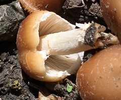 Candolleomyces candolleanus