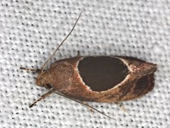 Hoplomorpha abalienella