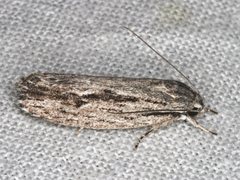 Agriophara leptosemela