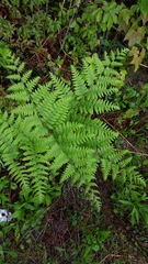 Pteridium aquilinum image