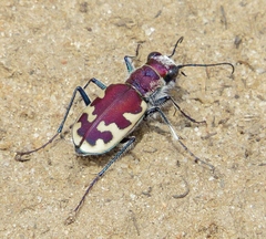 Cicindela formosa