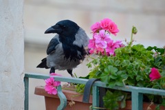 Corvus cornix