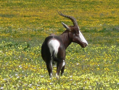 Damaliscus pygargus pygargus