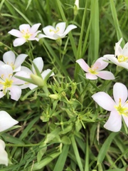 Sabatia angularis