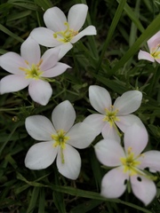 Sabatia angularis