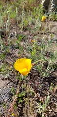 Eschscholzia californica maritima