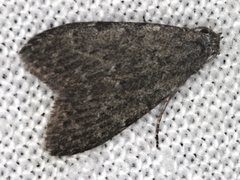 Nola pleurosema
