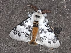 Iropoca rotundata
