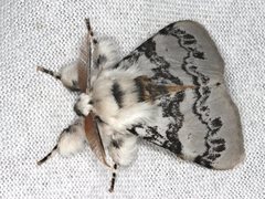 Iropoca rotundata