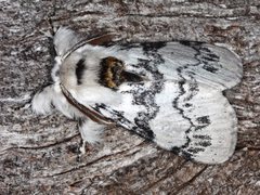 Iropoca rotundata