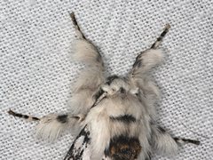 Iropoca rotundata