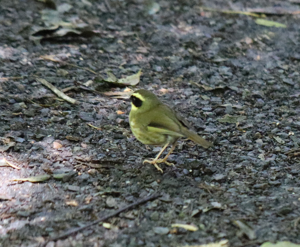 Yellow-throated Scrubwren from North Maleny QLD 4552, Australia on ...