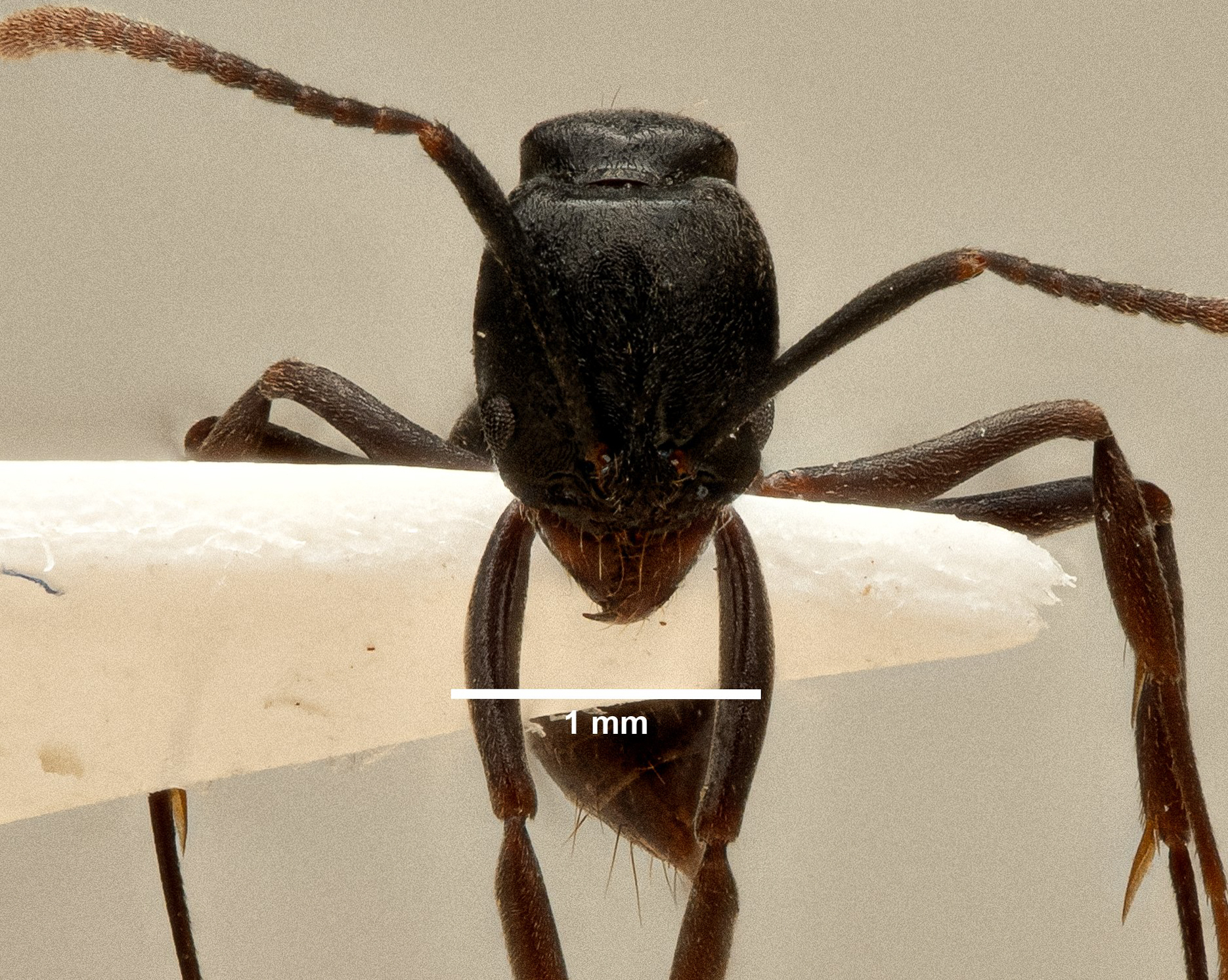 Brachyponera pilidorsalis