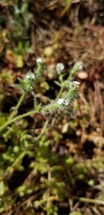 Cryptantha clevelandii