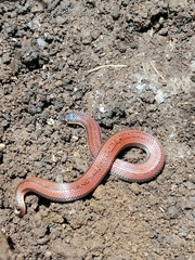 Adelphicos nigrilatum