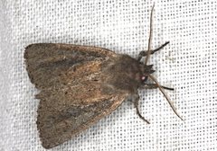 Bathytricha aethalion