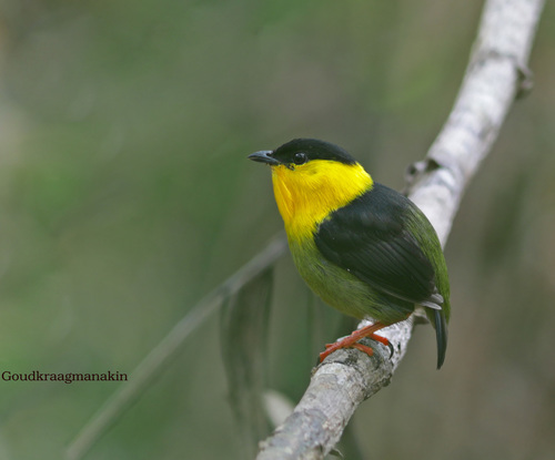 Golden-collared Manakin