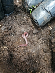 Adelphicos nigrilatum