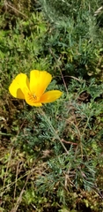 Eschscholzia californica maritima