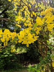 Laburnum anagyroides