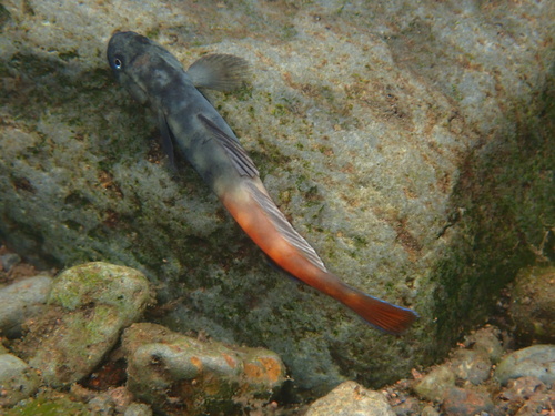 Oopu Alamoo (Lentipes concolor) — Gobiidae — 2