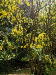 Laburnum anagyroides