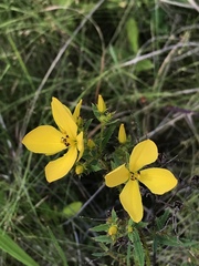 Rhexia lutea