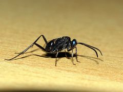 Evania appendigaster