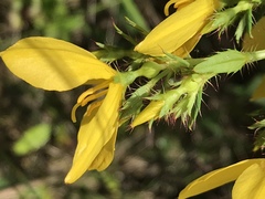 Rhexia lutea