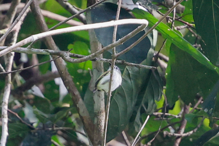 Short-tailed Pygmy Tyrant (Myiornis ecaudatus), photo 3