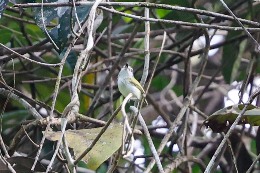 Short-tailed Pygmy Tyrant (Myiornis ecaudatus), photo 2