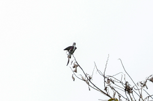 White-browed Purpletuft (Iodopleura isabellae), photo 6